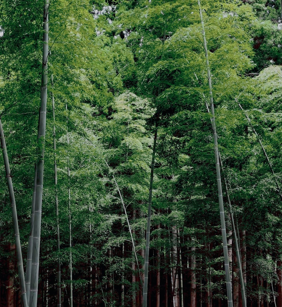 BAMBOO+