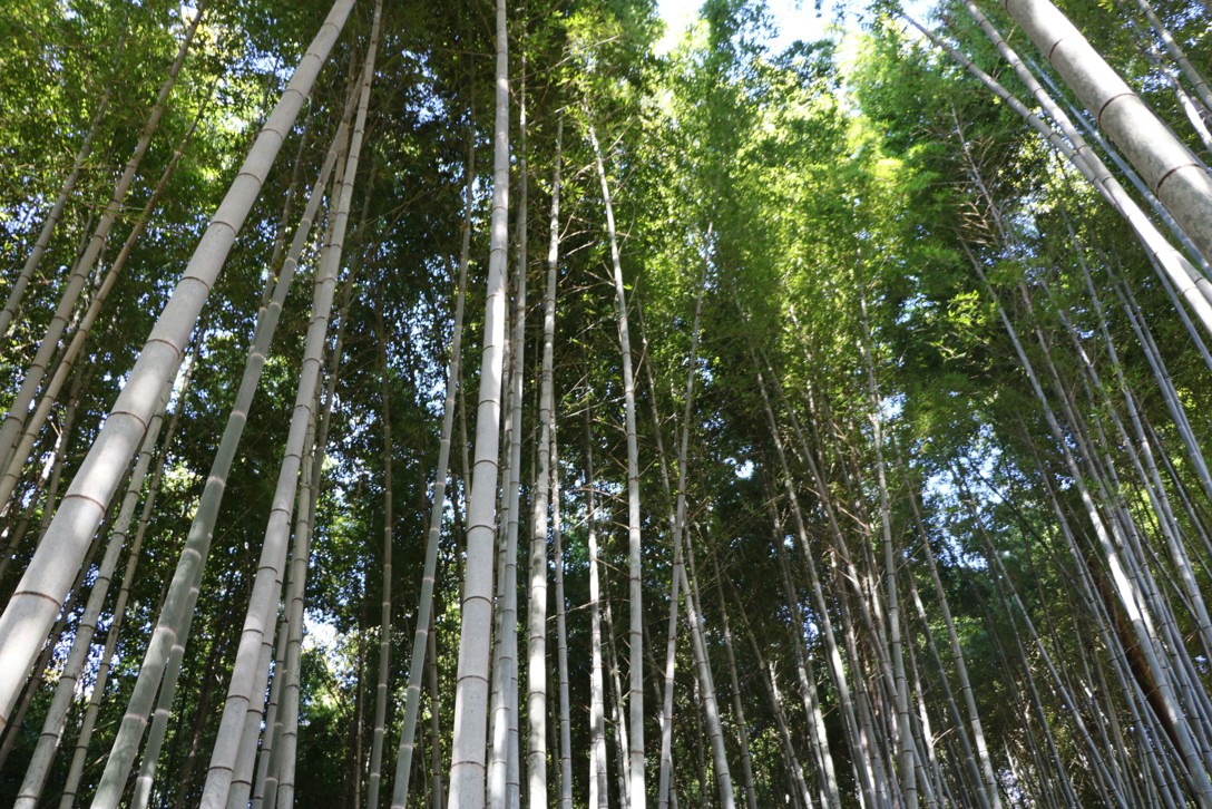 高知県で竹林整備を実施しました
